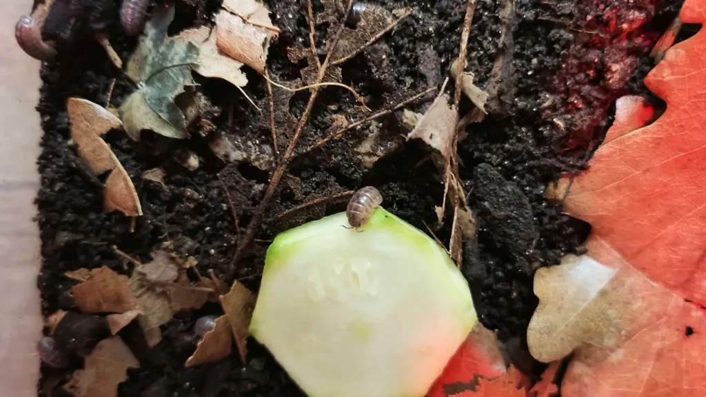 Cloporte commun grignotant une courgette