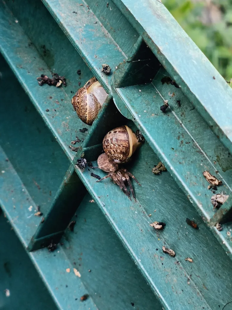 Habitants du composteur (arraignée et escargots)