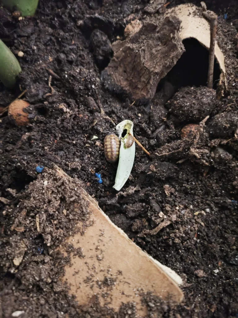 Cloportes communs grignotant une feuille de plante grasse