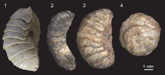 Isopodes fossilisés