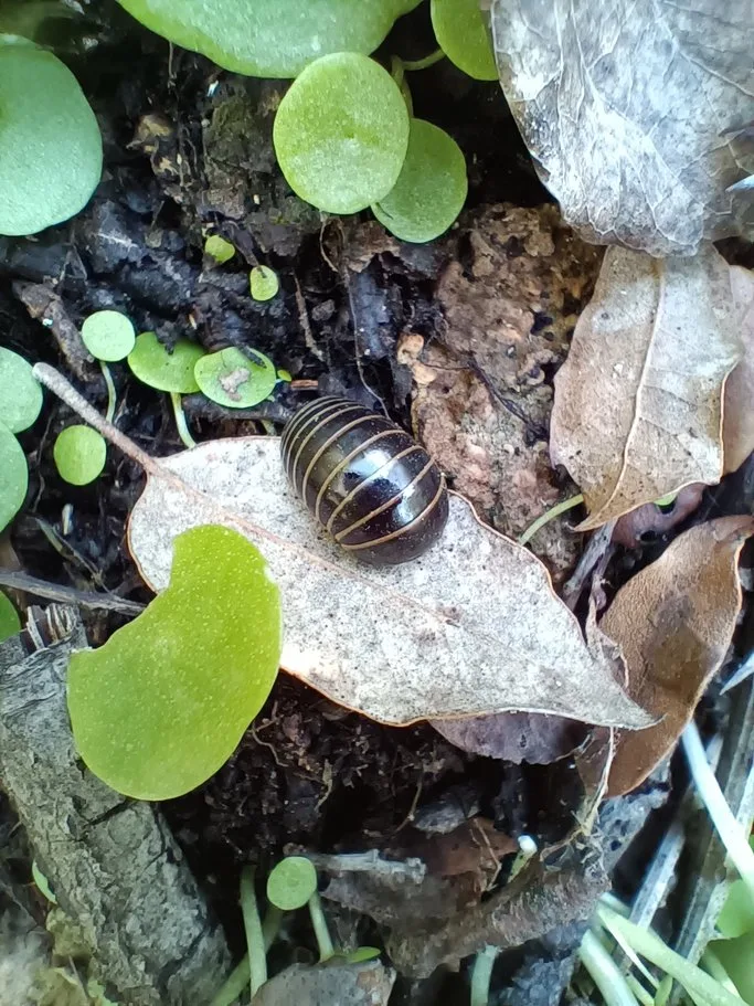 Les gloméris, ces cousins méconnus des cloportes